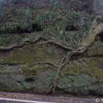 【撮影旅行】まるでラピュタ!自然と人工のコラボレーションによる木のパワーを感じよう! – 泉津の切通し@伊豆大島