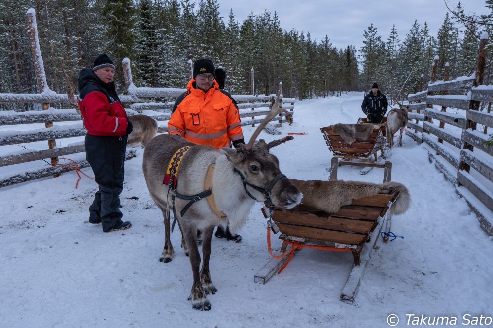 撮影旅行 雪の森の中を駆け抜ける快感 トナカイ 犬ぞり欲張りダブル体験 フィンランド クリエイティブりす